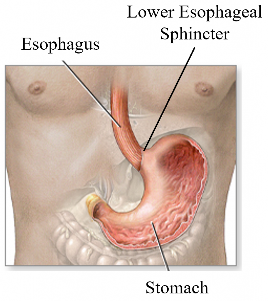 lower abdomen graphic